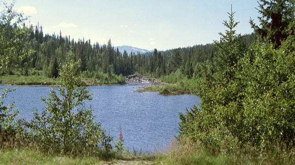 imm003