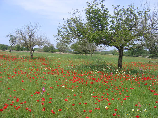 Mallorca