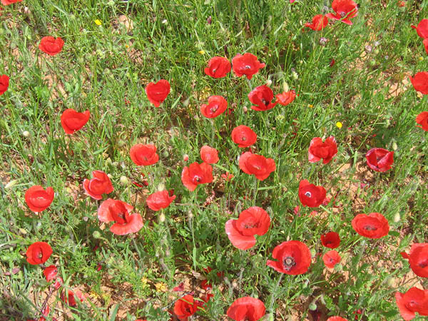 Mallorca
